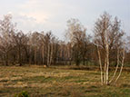 gubarivshchyna_2012.jpg  (8834 bytes)