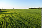 10.05.2013_obyizna.jpg (9392 bytes)