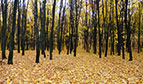16.10.2014_osin_trasa.jpg  (8440 bytes)