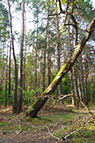 24.04.2016_lis_honcharivka_sosny.jpg  (8399 bytes)