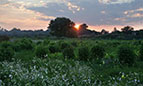 ret_meadows_09.2014_sm.jpg (5224 bytes)